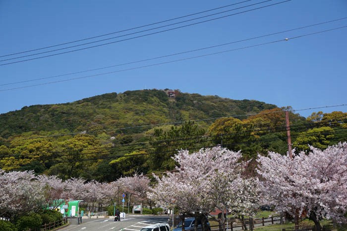 桜の須磨浦公園