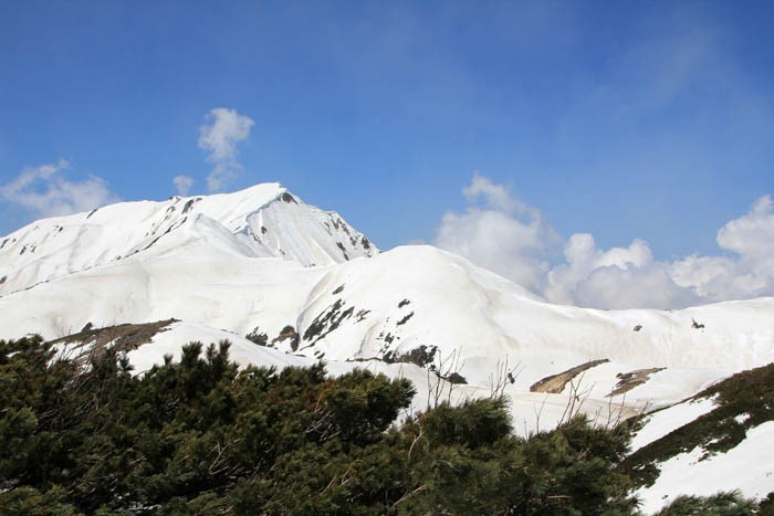 ハイマツと雪の奥大日岳