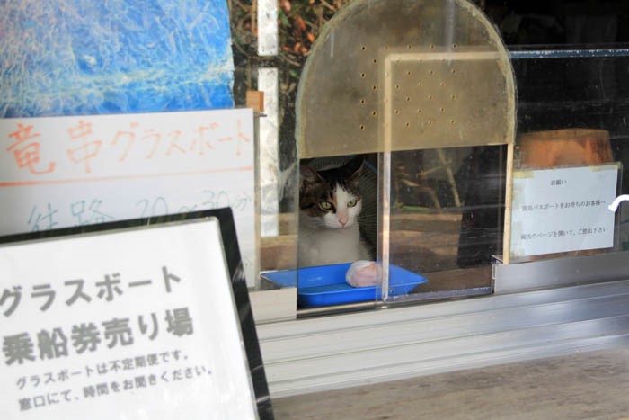 竜串グラスボートのネコ