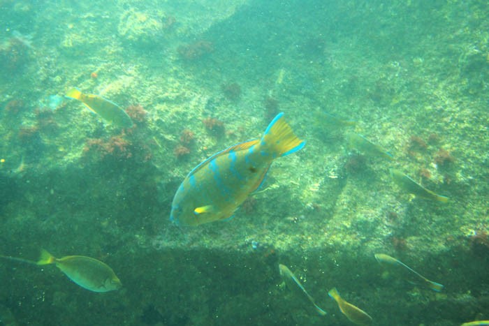 足摺海底館の熱帯魚