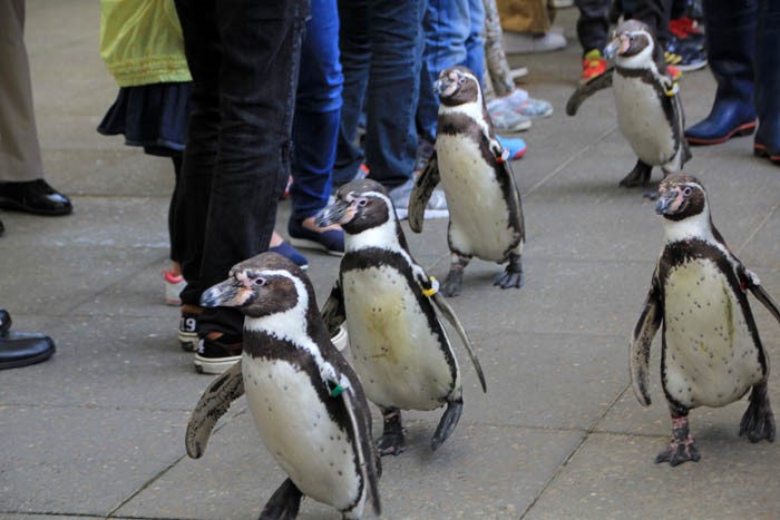 城崎マリンワールドペンギンのパレード