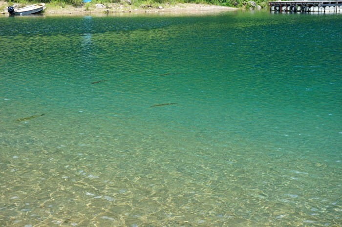 西湖を泳ぐヒメマス