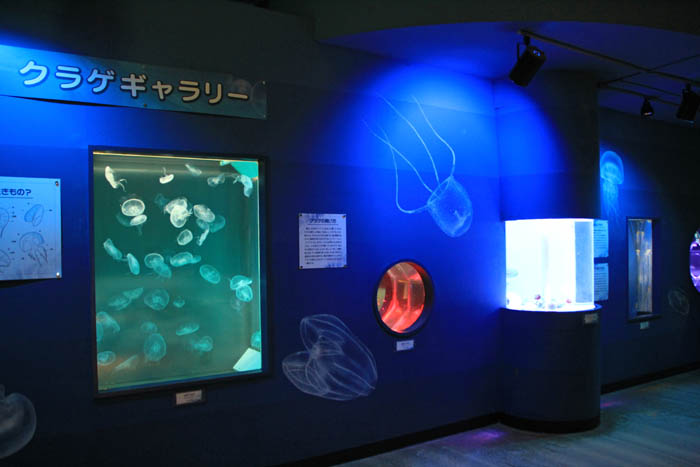 東海大学海洋科学博物館クラゲギャラリー
