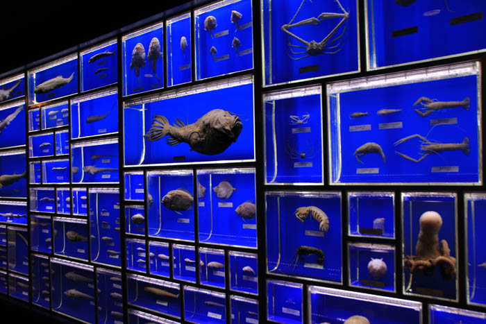 東海大学海洋科学博物館深海生物標本