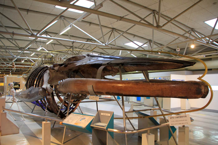 東海大学海洋科学博物館シロナガスクジラの全身骨格標本