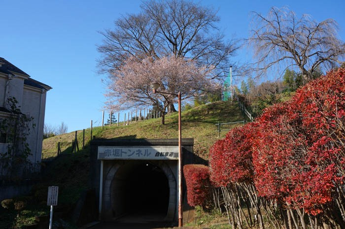 赤堀トンネルと桜の木