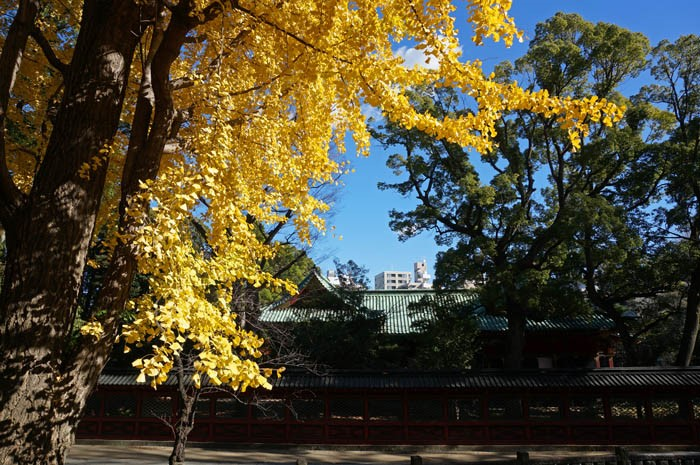 紅葉の根津神社
