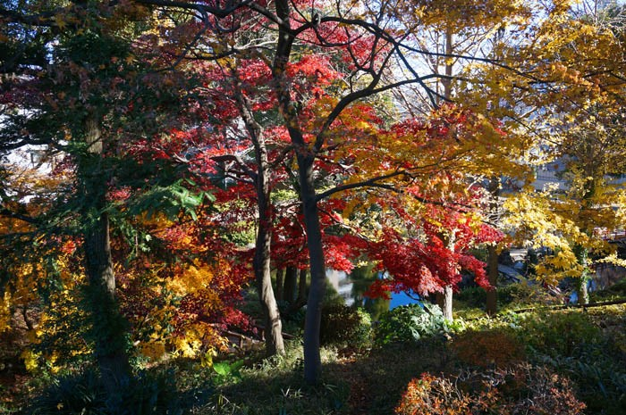須藤公園の紅葉