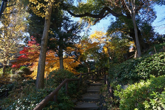 秋の須藤公園