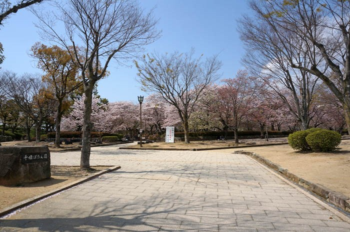 桜の姫路城千姫ぼたん園
