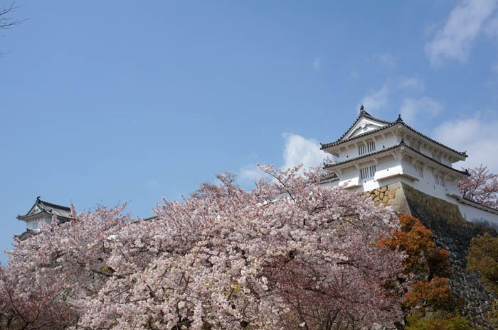桜の姫路城カの櫓とヨの櫓