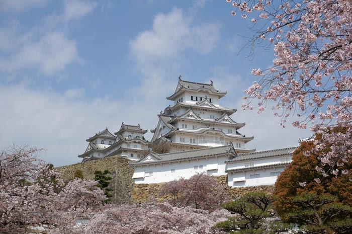 桜の姫路城天守閣