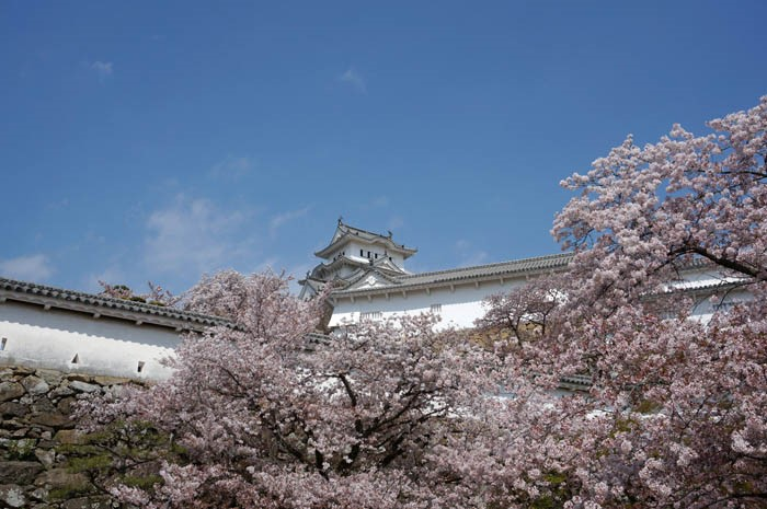 姫路城天守閣と桜