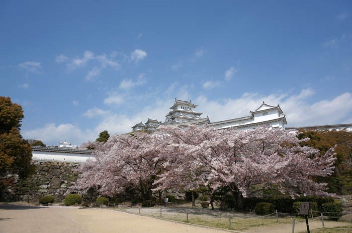 桜の姫路城天守の庭