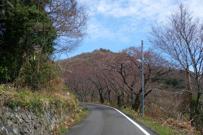 女木島桜の道