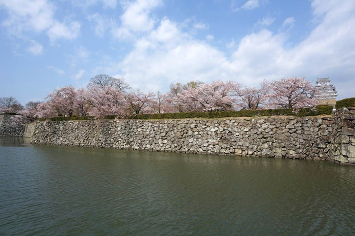 桜の姫路城内堀