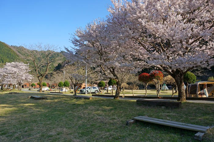 桜の南光自然観察村