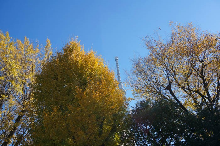 牛嶋神社の紅葉とスカイツリー