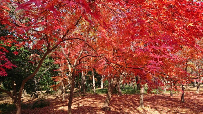 光ヶ丘公園の紅葉