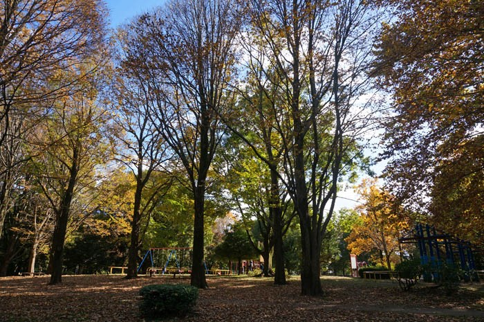 秋の光が丘公園