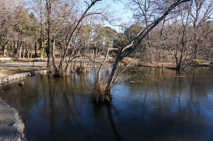 石神井公園ひょうたん池