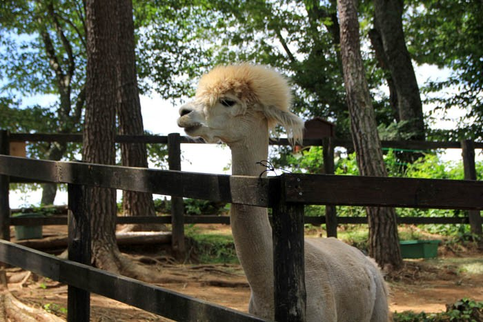 八ヶ岳アルパカ牧場のアルパカ