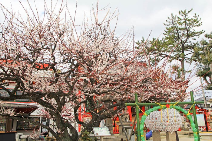 梅が咲く綱敷天満宮