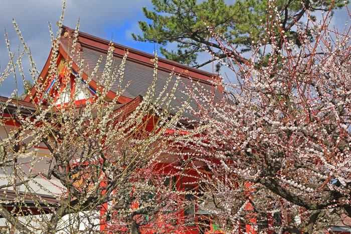 梅の綱敷天満宮