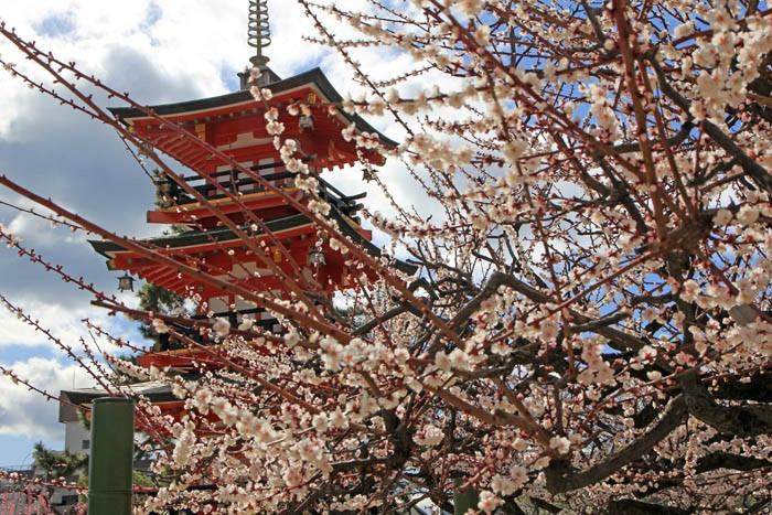 梅咲く須磨の天神様