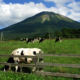 大山まきばみるくの里