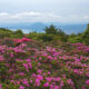 経塚山ミヤマキリシマ