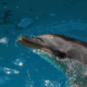 桂浜水族館
