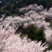 谷上山の桜